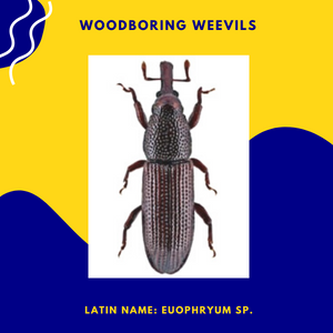 Wood­boring Weevils