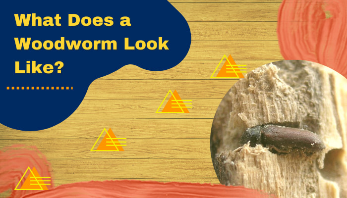 what does a woodworm look like