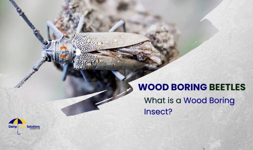 What Does a Woodworm Look Like? Woodworm Identification