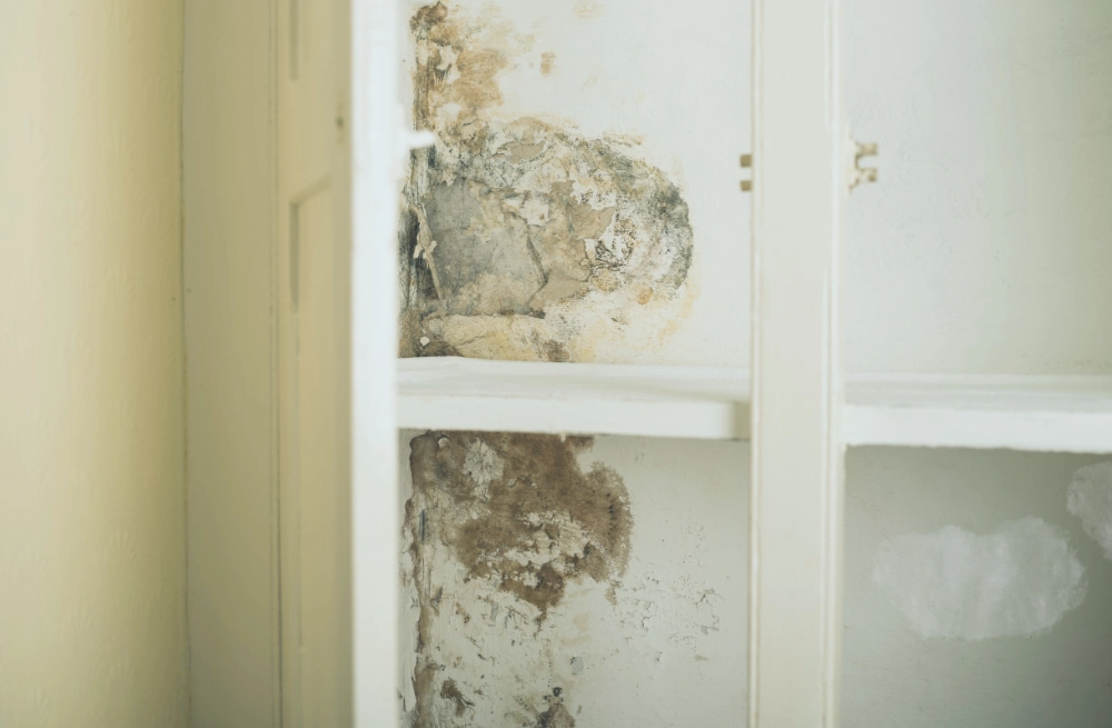 Damp In Wardrobes