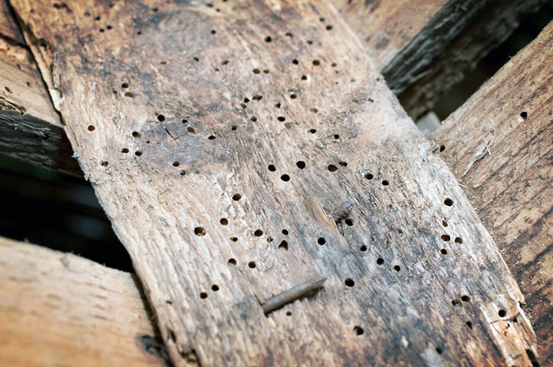 woodworm