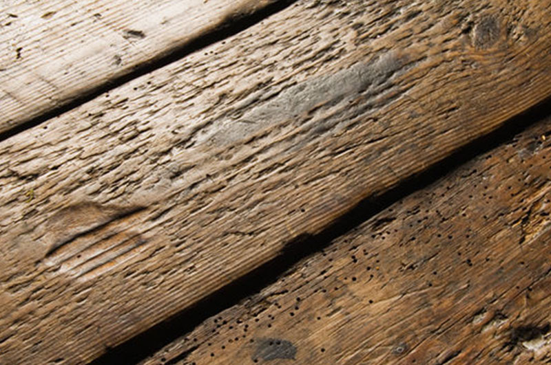 woodworm